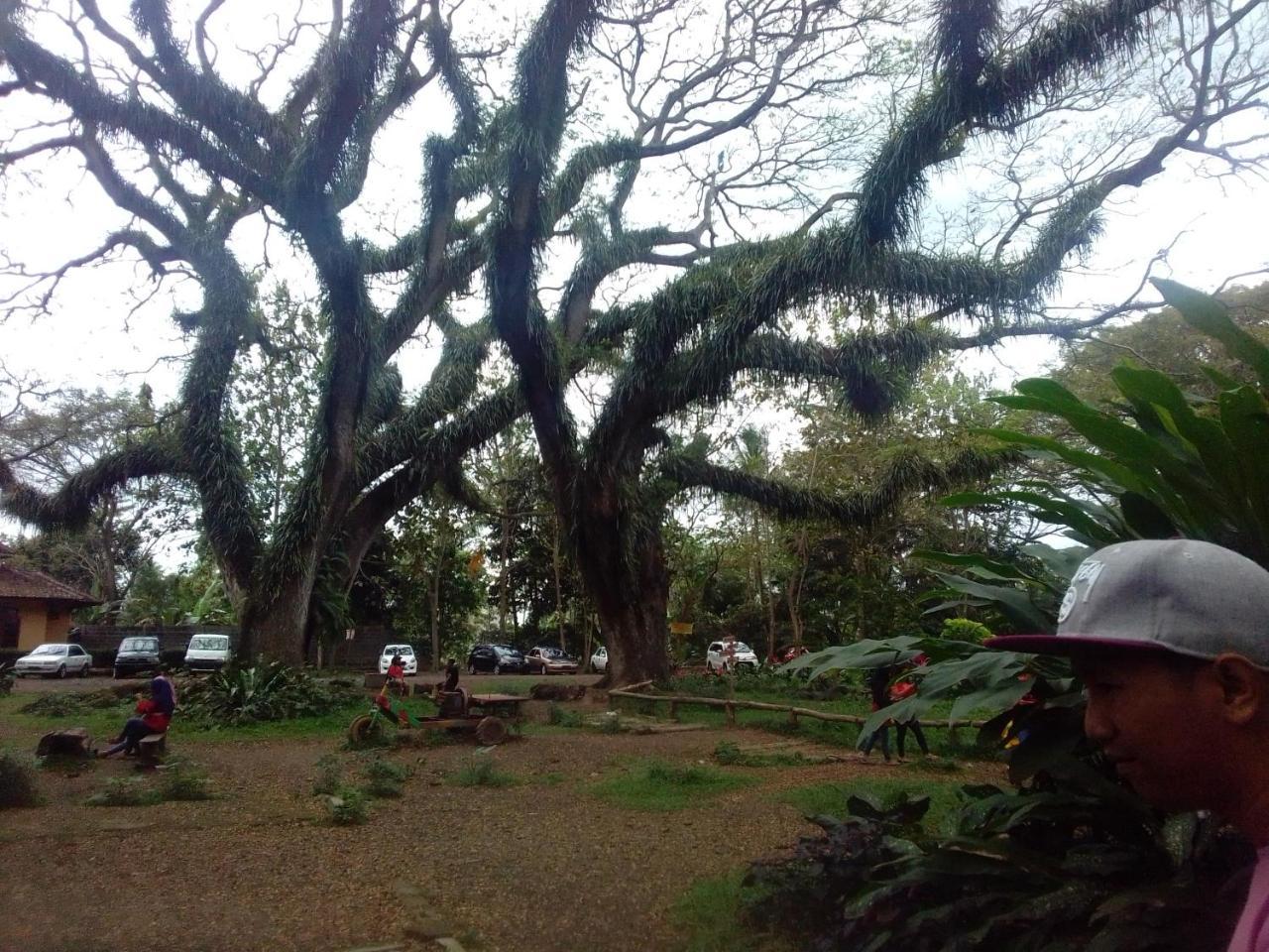 Javalindra Homestay Tour And Travel Banyuwangi  Esterno foto